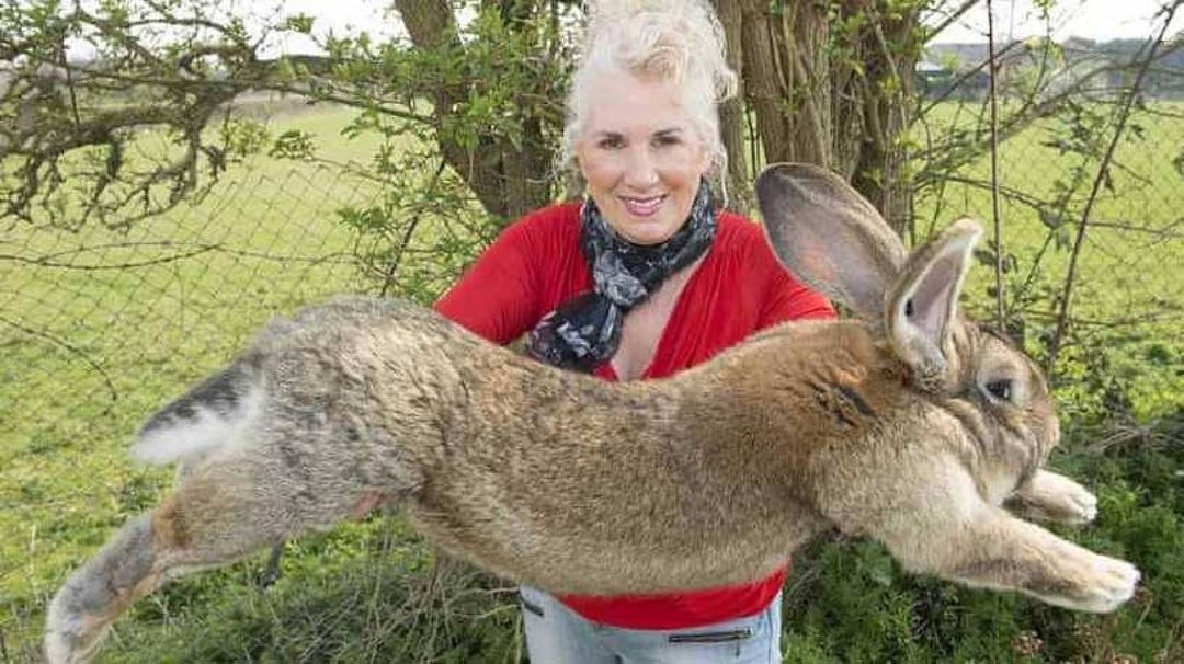 سرقة اطول أرنب في العالم الذي يبلغ طوله 129 سم و مالكته البريطانية آنيت إدواردز