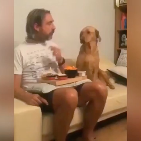 كلب جائع يمنعه كبريائه من تناول الطعام