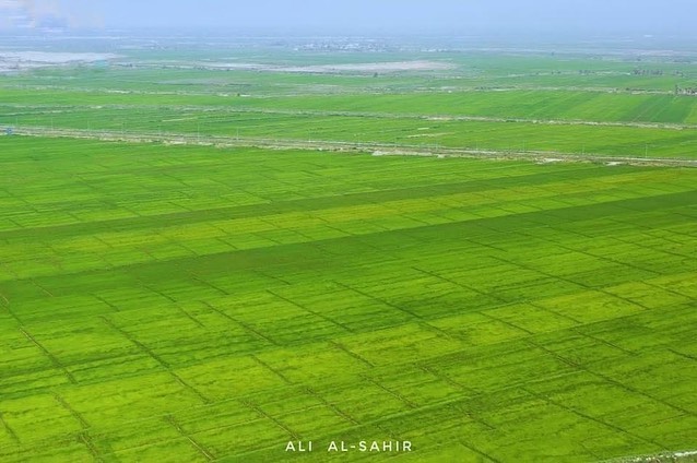 صور تظهر معدل  النمو الممتاز  في حقول  الشلب ( ارز العنبر ) الشاسعة في قضاء الشا